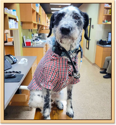 pet wellness in Tulsa